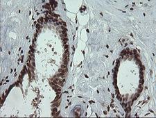 PCDH7 Antibody - IHC of paraffin-embedded Human breast tissue using anti-PCDH7 mouse monoclonal antibody. (Heat-induced epitope retrieval by 10mM citric buffer, pH6.0, 100C for 10min).