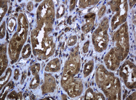 PCDH7 Antibody - IHC of paraffin-embedded Human Kidney tissue using anti-PCDH7 mouse monoclonal antibody. (Heat-induced epitope retrieval by 10mM citric buffer, pH6.0, 120°C for 3min).