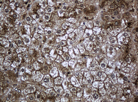 PCDH7 Antibody - IHC of paraffin-embedded Human liver tissue using anti-PCDH7 mouse monoclonal antibody. (Heat-induced epitope retrieval by 10mM citric buffer, pH6.0, 120°C for 3min).