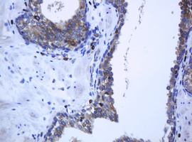 PCDH7 Antibody - IHC of paraffin-embedded Human prostate tissue using anti-PCDH7 mouse monoclonal antibody.