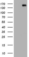 PCDH7 Antibody - HEK293T cells were transfected with the pCMV6-ENTRY control (Left lane) or pCMV6-ENTRY PCDH7 (Right lane) cDNA for 48 hrs and lysed. Equivalent amounts of cell lysates (5 ug per lane) were separated by SDS-PAGE and immunoblotted with anti-PCDH7.