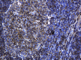 PCDH7 Antibody - IHC of paraffin-embedded Human lymph node tissue using anti-PCDH7 mouse monoclonal antibody.