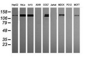 PCDH7 Antibody - Western blot of extracts (35ug) from 9 different cell lines by using anti-PCDH7 monoclonal antibody (HepG2: human; HeLa: human; SVT2: mouse; A549: human; COS7: monkey; Jurkat: human; MDCK: canine; PC12: rat; MCF7: human).