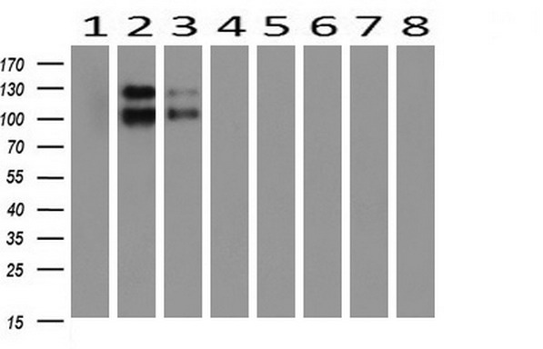 PCDH7 Antibody - Western blot of extracts (10ug) from 8 Human tissue by using anti-PCDH7 monoclonal antibody at 1:200 (1: Testis; 2: Uterus; 3: Breast; 4: Brain; 5: Liver; 6: Ovary; 7: Thyroid gland; 8: Colon).