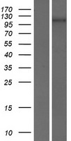 PCDH7 Protein - Western validation with an anti-DDK antibody * L: Control HEK293 lysate R: Over-expression lysate