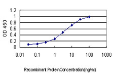 PCDH8 Antibody - Detection limit for recombinant GST tagged PCDH8 is approximately 0.1 ng/ml as a capture antibody.