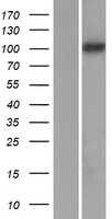 PCDH8 Protein - Western validation with an anti-DDK antibody * L: Control HEK293 lysate R: Over-expression lysate