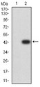 PCDH9 Antibody - Western blot analysis using PCDH9 mAb against HEK293 (1) and PCDH9 (AA: 24-148)-hIgGFc transfected HEK293 (2) cell lysate.