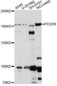 PCDH9 Antibody - Western blot analysis of extracts of various cell lines, using PCDH9 antibody at 1:1000 dilution. The secondary antibody used was an HRP Goat Anti-Rabbit IgG (H+L) at 1:10000 dilution. Lysates were loaded 25ug per lane and 3% nonfat dry milk in TBST was used for blocking. An ECL Kit was used for detection and the exposure time was 30s.