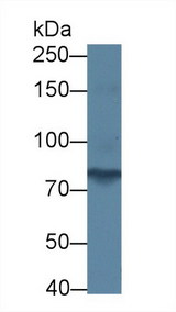 PCDHA1 Antibody - Western Blot; Sample: Human Serum; Primary Ab: 1µg/ml Rabbit Anti-Human PCDHa1 Antibody Second Ab: 0.2µg/mL HRP-Linked Caprine Anti-Rabbit IgG Polyclonal Antibody