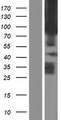 PCDHA1 Protein - Western validation with an anti-DDK antibody * L: Control HEK293 lysate R: Over-expression lysate