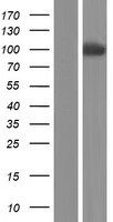 PCDHA11 Protein - Western validation with an anti-DDK antibody * L: Control HEK293 lysate R: Over-expression lysate