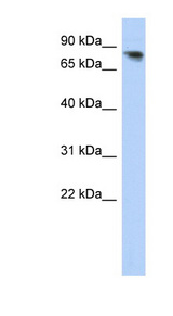PCDHA12 Antibody - PCDHA12 antibody Western blot of Fetal Brain lysate. This image was taken for the unconjugated form of this product. Other forms have not been tested.
