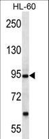 PCDHA12 Antibody - PCDHA12 Antibody western blot of HL-60 cell line lysates (35 ug/lane). The PCDHA12 antibody detected the PCDHA12 protein (arrow).
