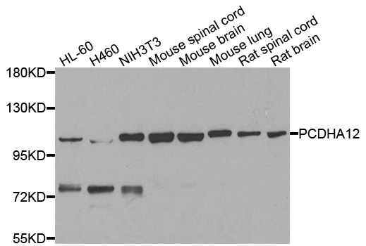 PCDHA12 Antibody - Western blot analysis of extracts of various cells.