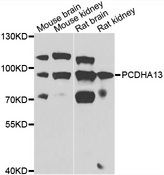PCDHA13 Antibody - Western blot analysis of extracts of various cell lines.