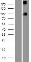 PCDHA13 Protein - Western validation with an anti-DDK antibody * L: Control HEK293 lysate R: Over-expression lysate