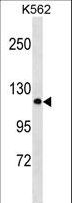 PCDHA2 Antibody - PCDHA2 Antibody western blot of K562 cell line lysates (35 ug/lane). The PCDHA2 antibody detected the PCDHA2 protein (arrow).