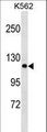 PCDHA2 Antibody - PCDHA2 Antibody western blot of K562 cell line lysates (35 ug/lane). The PCDHA2 antibody detected the PCDHA2 protein (arrow).