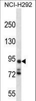 PCDHA7 Antibody - PCDHA7 Antibody western blot of NCI-H292 cell line lysates (35 ug/lane). The PCDHA7 antibody detected the PCDHA7 protein (arrow).