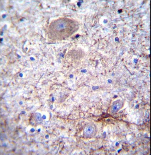 PCDHA7 Antibody - PCDHA7 Antibody immunohistochemistry of formalin-fixed and paraffin-embedded human brain tissue followed by peroxidase-conjugated secondary antibody and DAB staining.