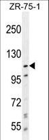 PCDHA8 Antibody - PCDHA8 Antibody western blot of ZR-75-1 cell line lysates (35 ug/lane). The PCDHA8 antibody detected the PCDHA8 protein (arrow).