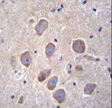 PCDHA8 Antibody - PCDHA8 Antibody immunohistochemistry of formalin-fixed and paraffin-embedded human brain tissue followed by peroxidase-conjugated secondary antibody and DAB staining.