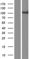 PCDHA8 Protein - Western validation with an anti-DDK antibody * L: Control HEK293 lysate R: Over-expression lysate