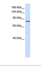 PCDHAC1 Antibody - Fetal lung lysate. Antibody concentration: 1.0 ug/ml. Gel concentration: 6-18%.  This image was taken for the unconjugated form of this product. Other forms have not been tested.