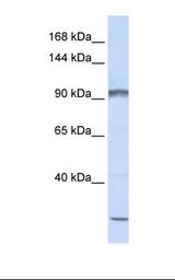 PCDHAC2 Antibody - Jurkat cell lysate. Antibody concentration: 1.0 ug/ml. Gel concentration: 6-18%.  This image was taken for the unconjugated form of this product. Other forms have not been tested.