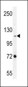 PCDHAC2 Antibody - PCDHAC2 Antibody western blot of NCI-H460 cell line lysates (35 ug/lane). The PCDHAC2 antibody detected the PCDHAC2 protein (arrow).