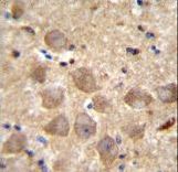 PCDHAC2 Antibody - PCDHAC2 Antibody immunohistochemistry of formalin-fixed and paraffin-embedded human brain tissue followed by peroxidase-conjugated secondary antibody and DAB staining.