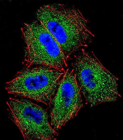 PCDHAC2 Antibody - Confocal immunofluorescence of PCDHAC2 Antibody with NCI-H460 cell followed by Alexa Fluor 488-conjugated goat anti-rabbit lgG (green). Actin filaments have been labeled with Alexa Fluor 555 phalloidin (red). DAPI was used to stain the cell nuclear (blue).