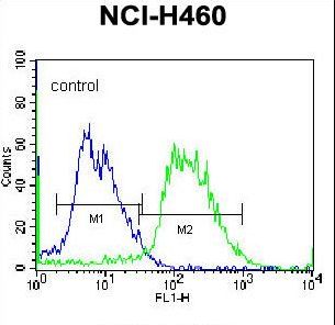 PCDHAC2 Antibody - PCDHAC2 Antibody flow cytometry of NCI-H460 cells (right histogram) compared to a negative control cell (left histogram). FITC-conjugated donkey-anti-rabbit secondary antibodies were used for the analysis.