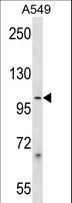 PCDHB1 Antibody - PCDHB1 Antibody western blot of A549 cell line lysates (35 ug/lane). The PCDHB1 antibody detected the PCDHB1 protein (arrow).