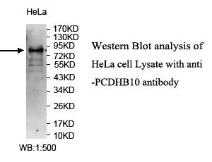 PCDHB10 Antibody