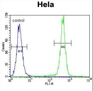 PCDHB10 Antibody - PCDHB10 Antibody flow cytometry of HeLa cells (right histogram) compared to a negative control cell (left histogram). FITC-conjugated goat-anti-rabbit secondary antibodies were used for the analysis.
