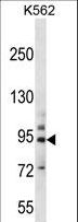 PCDHB14 Antibody - PCDHB14 Antibody western blot of K562 cell line lysates (35 ug/lane). The PCDHB14 antibody detected the PCDHB14 protein (arrow).