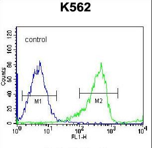 PCDHB14 Antibody - PCDHB14 Antibody flow cytometry of K562 cells (right histogram) compared to a negative control cell (left histogram). FITC-conjugated goat-anti-rabbit secondary antibodies were used for the analysis.