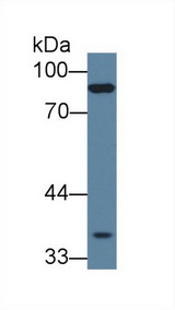 PCDHB15 Antibody - Western Blot; Sample: Mouse Skeletal muscle lysate; Primary Ab: 1µg/ml Rabbit Anti-Human PCDHb15 Antibody Second Ab: 0.2µg/mL HRP-Linked Caprine Anti-Rabbit IgG Polyclonal Antibody