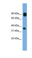 PCDHB15 Antibody - PCDHB15 antibody Western blot of HeLa lysate. This image was taken for the unconjugated form of this product. Other forms have not been tested.