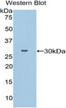 PCDHB2 / Protocadherin Beta 2 Antibody - Western blot of recombinant PCDHB2 / Protocadherin Beta 2.  This image was taken for the unconjugated form of this product. Other forms have not been tested.