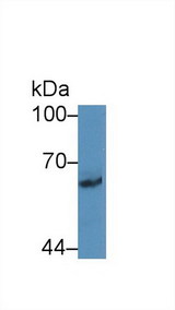 PCDHB2 / Protocadherin Beta 2 Antibody - Western Blot; Sample: Rat Cerebrum lysate; Primary Ab: 2µg/mL Rabbit Anti-Human PCDHb2 Antibody Second Ab: 0.2µg/mL HRP-Linked Caprine Anti-Rabbit IgG Polyclonal Antibody