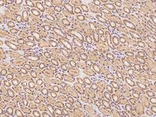 PCDHB2 / Protocadherin Beta 2 Antibody - Immunochemical staining of human PCDHB2 in human kidney with rabbit polyclonal antibody at 1:100 dilution, formalin-fixed paraffin embedded sections.