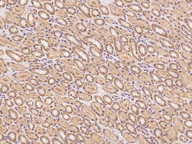 PCDHB2 / Protocadherin Beta 2 Antibody - Immunochemical staining of human PCDHB2 in human kidney with rabbit polyclonal antibody at 1:100 dilution, formalin-fixed paraffin embedded sections.