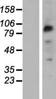 PCDHB2 / Protocadherin Beta 2 Protein - Western validation with an anti-DDK antibody * L: Control HEK293 lysate R: Over-expression lysate