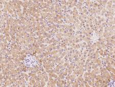 PCDHB3 Antibody - Immunochemical staining of human PCDHB3 in human liver with rabbit polyclonal antibody at 1:100 dilution, formalin-fixed paraffin embedded sections.