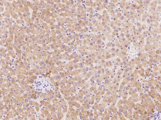 PCDHB3 Antibody - Immunochemical staining of human PCDHB3 in human liver with rabbit polyclonal antibody at 1:100 dilution, formalin-fixed paraffin embedded sections.