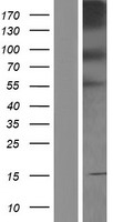 PCDHB4 / Protocadherin Beta 4 Protein - Western validation with an anti-DDK antibody * L: Control HEK293 lysate R: Over-expression lysate