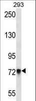 PCDHB5 Antibody - PCDHB5 Antibody western blot of 293 cell line lysates (35 ug/lane). The PCDHB5 antibody detected the PCDHB5 protein (arrow).